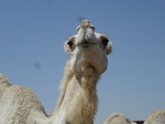 We visit a camel farm (it has to be done! )